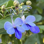 1 Clerodendrum Plant Live, Chain of Glory Clerodendrum Light Live Plants, 5-9 Inch Tall, No Pot (Clerodendrum Blue Butterfly)
