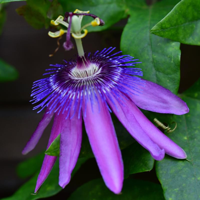 Lavender Passion Flower Plant Live, Passiflora Flowering Vine, Trailing Passion Flowers 4 to 8 Inch Tall