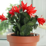 Easter Cactus Live Plant, 4-9” Tall, Rooted Holiday Cactus Succulent Plant for Indoor or Outdoor Growing, Easy Care Flowering Houseplant (Red Easter Cactus)