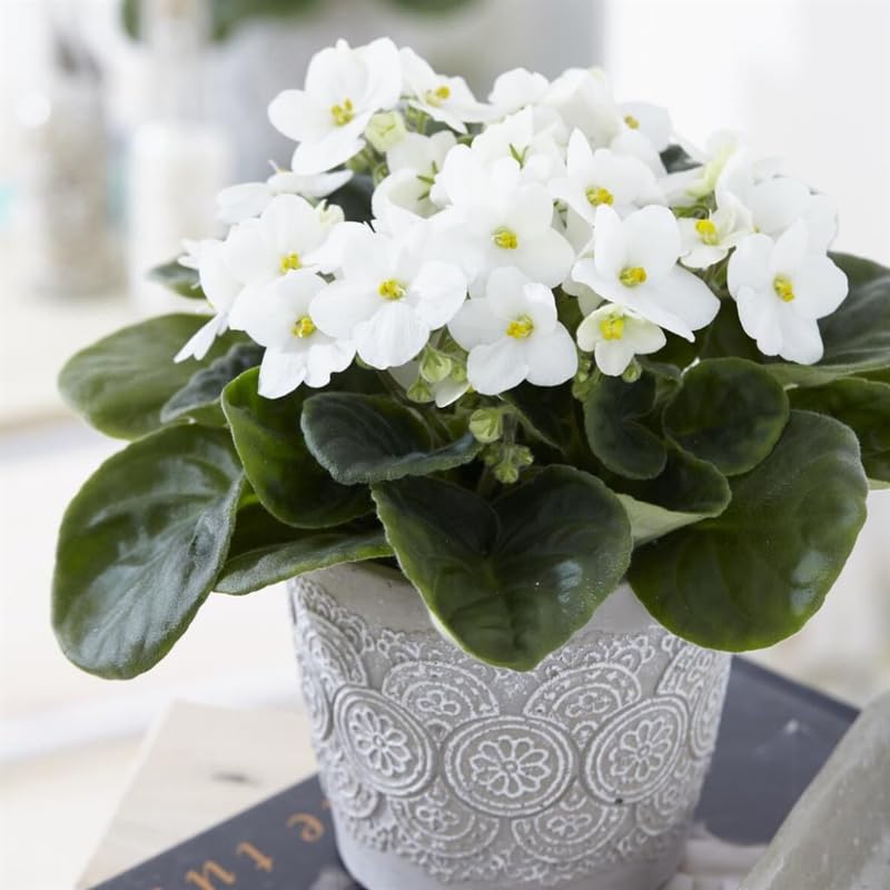White African Violet Live Plant in 4” Pot, Blooming Indoor Houseplant, Easy Care Flowering Plant for Home or Office Décor