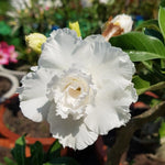 Pack 2 Desert Rose Plants Live, Hardy Adenium Obesum Succulent, Vibrant Blooms for Indoor and Outdoor 4-7 Inch (White)