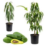 Live Long Avocado Tree Plant in 3 Gallon Pot, Cold Hardy Avocado Tree 2-3 Ft Tall, Ready to Bear Fruits