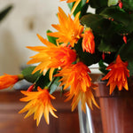 Easter Cactus Live Plant, 4-9” Tall, Rooted Holiday Cactus Succulent Plant for Indoor or Outdoor Growing, Easy Care Flowering Houseplant (Orange Easter Cactus)