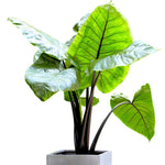 Pack 2 Black Stem Alocasia Live Plant for Planting, Indoor Houseplant Alocasia Plant Live, 5 to 7 Inc Tall, Bare Root, Alocasia Colocasia Taro Plant for Ornamental Plants