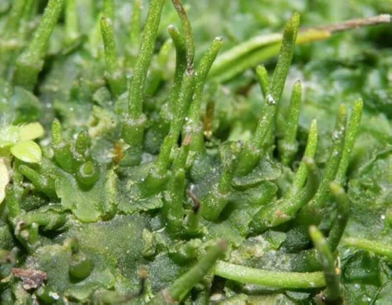 Hornwort Aquarium Plant, 7 Stems Live Plant