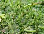 Hornwort Aquarium Plant, 7 Stems Live Plant