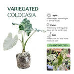 Set 2 Variegated White Colocasia Elephant Ear Plants Live 4–7 Inches Tall, Tropical Foliage Plants for Outdoor Garden, Large Leaf Plants for Patio, Containers or Landscape