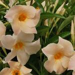 2 Mix Dipladenia Bushes Flower Plants, Pink Flowering Plants, 4-8 Inches, Outdoor Growing