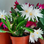Pack of 2 White Easter Cactus Plants, Holiday Cactus Flower Plant Succulent, Size 4 to 7 Inch, Without Pot, Easter Cactus Live Plant