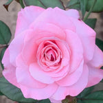 Rose Bush Live Plant, Heirloom Rose Plant Live for Planting, 5-10 Inch Tall, Fragrant Flowers Well Rooted Starter Plant, No Pot (Pink Rose)
