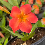 Orange Dipladenia Live Plant, Tropical Flowering Vine Trailing Plants, 4 to 9 Inch Tall