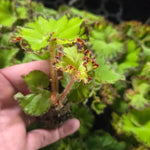 2 Live Begonia Angel Wing Maculata Set, Size 5-9 Inch Tall, River Polka Dot Begonia Plants, Indoor Outdoor Decorative Houseplants