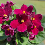 Red African Violet Live Plant in 4” Pot, Blooming Indoor Houseplant, Easy Care Flowering Plant for Home or Office Décor