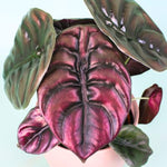Set 2 Red Alocasia Live Plants for Planting, 5 to 7 Inc Tall, Indoor Houseplant Alocasia Plant Live, No Pot, Alocasia Colocasia Taro Plants for House Plants