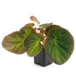 2 Live Begonia Angel Wing Maculata Set, Size 5-9 Inch Tall, Trailing Green Polka Dot Begonia Plants, Indoor Outdoor Decorative Houseplants