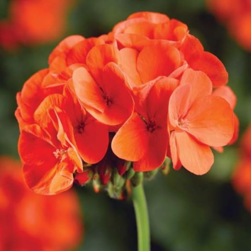 2 Orange Geranium Plants Live, Geraniums Live Plants, Colorful Flowering Plants for Garden, Patio, or Hanging Baskets, 5-9" Tall, No Pot