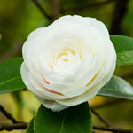 White Camellia Live Plant, 10-12 Inch Tall Camellia Japonica in 4" Pot, Flowering Shrub for Indoor or Outdoor Planting