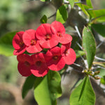 Set 2 Red Euphorbia Milii Plants, Crown of Thorns Live Plant, 5-8 Inc Tall, Hardy Euphorbia Flowering Houseplants