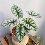 Set 2 Silver Dragon Alocasia Live Plants for Planting, 5 to 7 Inc Tall, Indoor Houseplant Alocasia Plant Live, No Pot, Alocasia Colocasia Taro Plants for House Plants