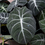 2 Black Alocasia Live Plants, Black Velvet Alocasia, Rare Tropical Housplant Live 4 to 8 Inch Tall