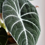 2 Black Alocasia Live Plants, Black Velvet Alocasia, Rare Tropical Housplant Live 4 to 8 Inch Tall