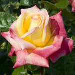 Moment Rose Bush, Love Rose Plant Live for Planting, 7-10 Inch Tall, Fragrant Rose Flowers Well Rooted Starter Plant