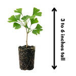 Ginkgo Tree Live Plant, Yellow Fall Leaf Tree, 3-6 Inch Tall