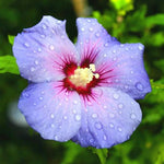 Althea Rose of Sharon Bush Live Plants 6-14 Inc Tall, Purple Hibiscus Plant Live, in Pot, Fragrant Rose of Sharon Plant Outdoor (Purple)