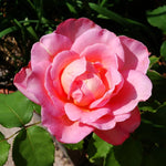 Rose Bush Live Plant, Heirloom Rose Plant Live for Planting, 5-10 Inch Tall, Fragrant Flowers Well Rooted Starter Plant, No Pot (Rare Pink Rose)