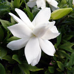 Jasmine Live Plant 4–8″ Tall, Jasmines Flower Vine, Fragrant White Blooms, Outdoor or Container Growing (Frostproof Cape Jasmine)