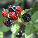 Pack 2 Thornless BlackBerry Plants Live to Grow 4 to 8 Inch Tall, BlackBerry Bush Live Plant, Sweet Blackberries Fruit Tree Indoor Outdoor (Ouachita BlackBerry)