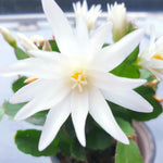 Easter Cactus Plants Live, Vibrant Color, Size 5-9" in Tall, No Pot, Spring Bloom Housplant Indoor Outdoor Succulent Cacti (White)