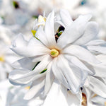 Magnolia Tree Live Plant 6 to 12 Inch Height, Fragrant Magnolia Plant Live to Grow, Magnolia Bush Flowers (Star Magnolia)