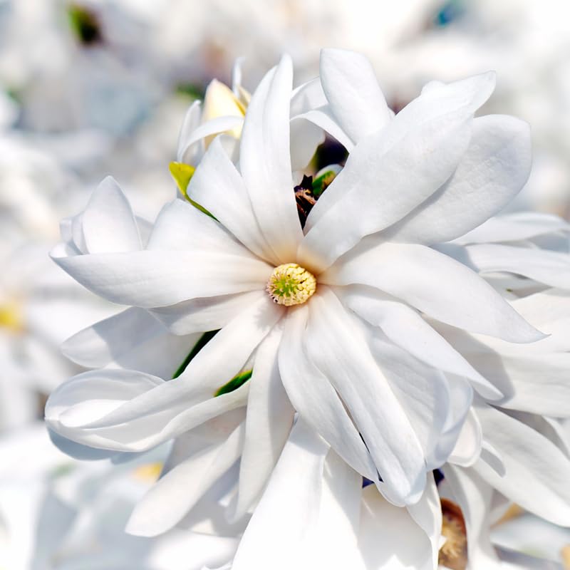 Magnolia Tree Live Plant 6 to 14 Inch Height, Fragrant Magnolia Plant Live to Grow, Magnolia Bush Flowers in Pot (Star Magnolia)