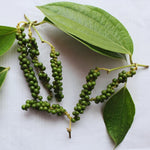 2 Live Piper Nigrum Plants, 4 to 6 Inc Long, Black Pepper Plant Live, Live Pepper Plant, Black Pepper Tree Live Plant, Black Pepper Well Rooted for Garden, Ready to Plant