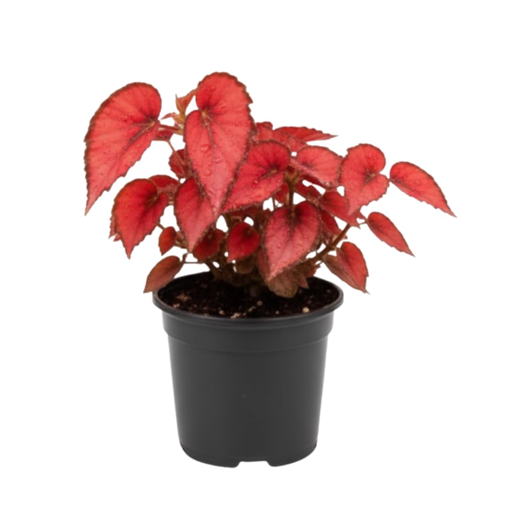 Live Begonia Plant, Indoor Flowering Houseplant, 4-8 Inches Tall, for Indoor or Outdoor Gardens (Red Foliage)