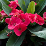 Set 2 Pink Euphorbia Milii Plants, Crown of Thorns Live Plant, 5-8 Inc Tall, Hardy Euphorbia Flowering Houseplants