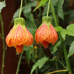2 Abutilon Plants Live for Planting 4 to 7 Inch Height, Lantern Abutilon Live Plants Bell Shaped Flowers, Abutilon Flowering Live Plants (Orange Abutilon Plants)