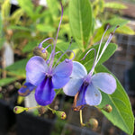 2 Clerodendrum Wallichii Plants Live, Chains of Glory Vine Light Bulbs Plant 4-8 Inches for Growing Indoor Outdoor, Mix Clerodendrum