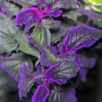 2 Gynura Aurantiaca Purple Passion Velvet Plants Live House Plant, 4-9 Inch Height, Gynura Purple Passion Plant Live