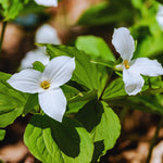 Set of 5 White Trillium Bulbs, Trillium Flower Bulbs, Large Bulbs, Trillium Bulb for Fall Planting Outdoor Indoor