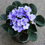 Light Blue African Violet Live Plant in 4” Pot, Blooming Indoor Houseplant, Easy Care Flowering Plant for Home or Office Décor