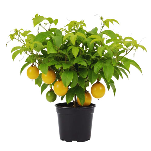 Live Passion Fruit Plant, Passion Fruit Tree Live Plant, Yellow Passionfruit Vine Gardening, Half Gallon Pot