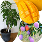 No CA, Grafted Mango Plant Live Tree, 2-3 Ft Tall in 3 Gallon Pot, High-Yielding for Spring Planting (Lemon)