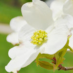 10-16" White Dogwood Tree Plant Live, White Flowering Dogwood Tree for Planting Outdoors, 10 to 16 Inc Tall in Quart Pot