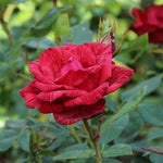 Rose Plant Live for Planting Indoor Outdoor, 5-10 Inch Tall, Fragrant Flowers Well Rooted, Roses Bush Shrub (Rare Red Rose)