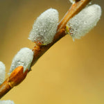 2 Willow Tree Seedlings 6-12'' Tall, Dormant, Bare Roots, Hardy Ornamental Tree for Garden Planting (Pussy Willow Bare Roots)