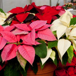 2 Multi Varieties Poinsettia Plants Live, Random Poinsettia Flowers for Holiday Christmas Gift, Decoration Houseplant 5-10" in Tall, No Pot