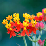 4 Tropical Red Milkweed Plants Live, Butterfly Milkweed Asclepias Tuberosa, Tropical-Style Blooms for Outdoor Gardens, 4-9" Height, No Pot