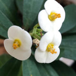 Crown of Thorns Plant Live, Euphorbia Milii Succulent Live Plant, 4-8 Inch Tall Flowering Houseplant with Year-Round Blooms, No Pot (White)